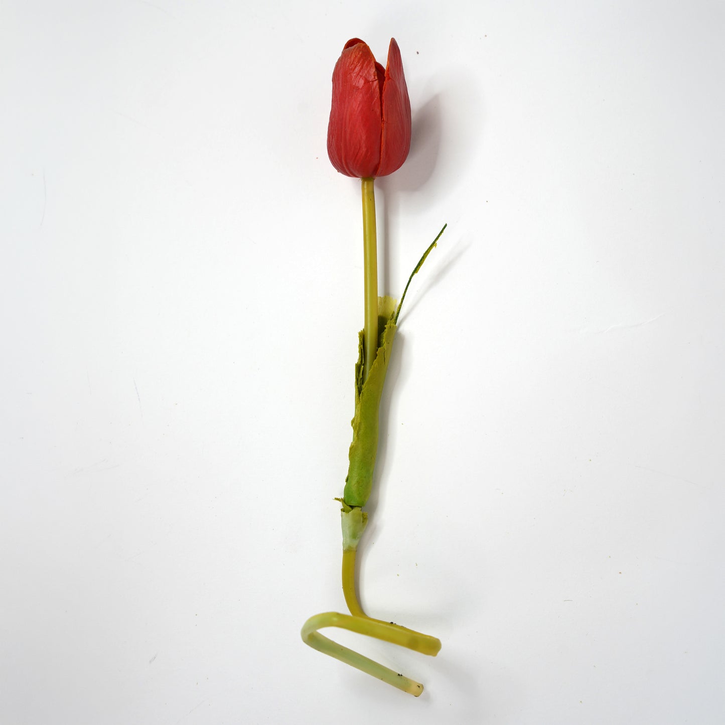 Tulip 8
