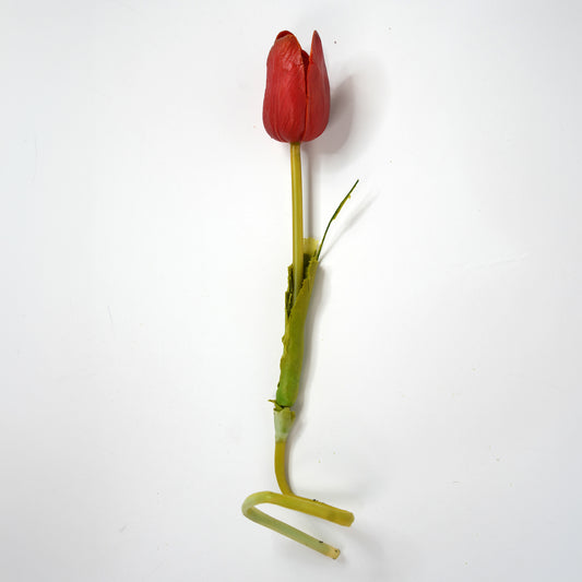 Tulip 8
