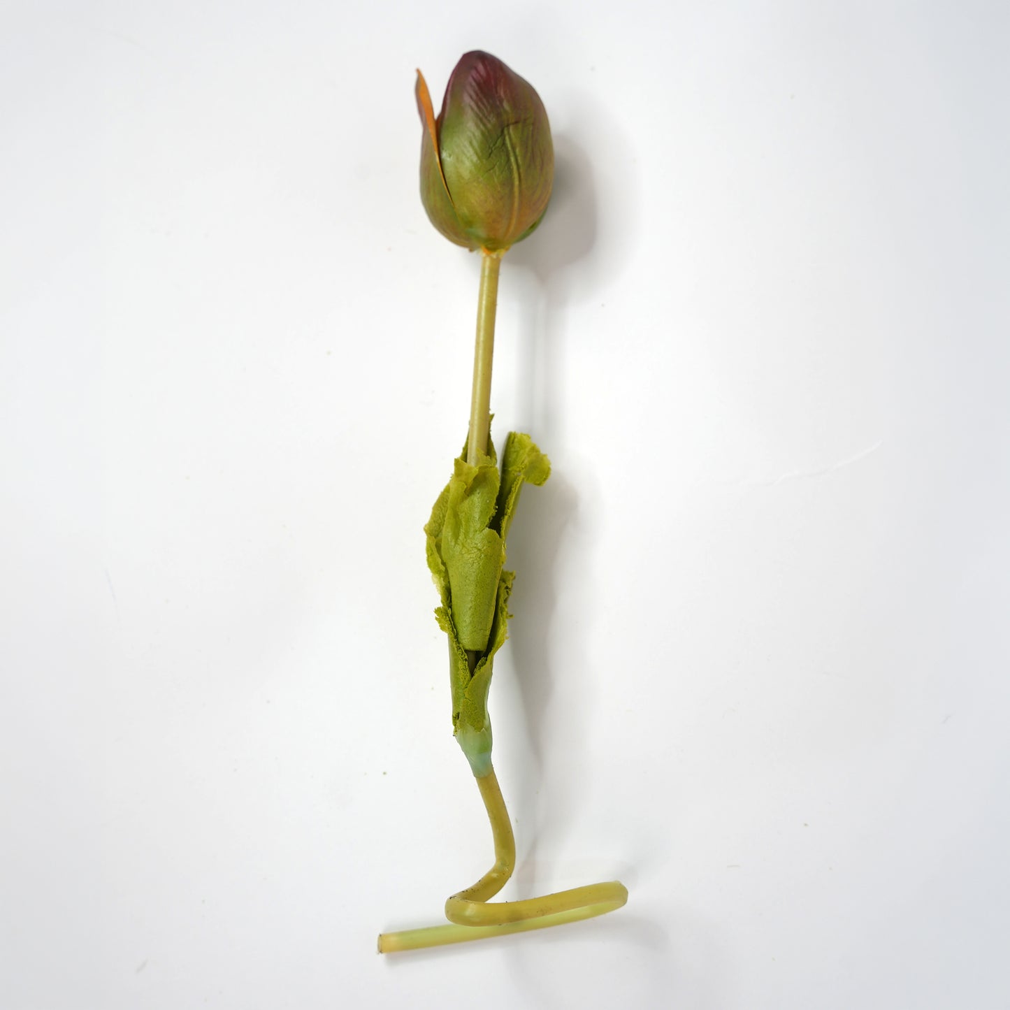 Tulip 10