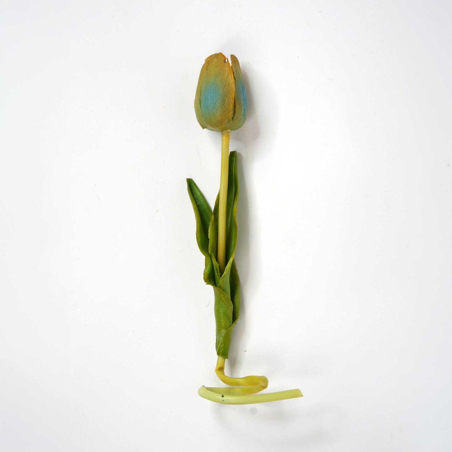 Tulip 2