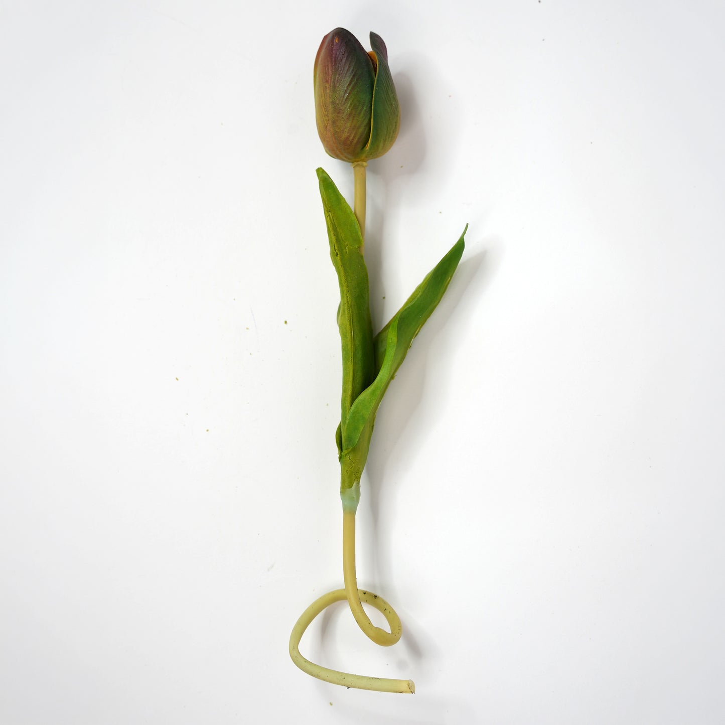 Tulip 4