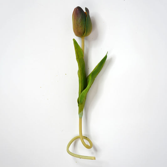 Tulip 4