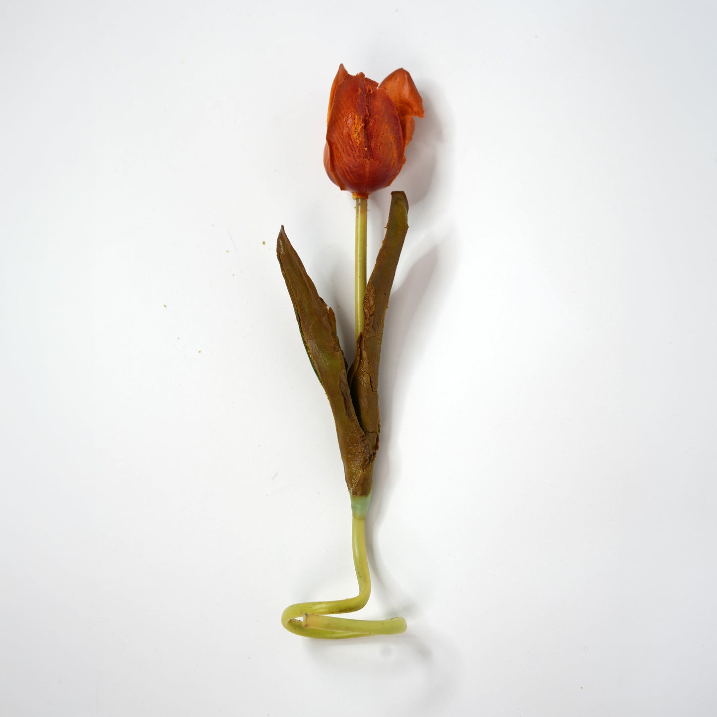 Tulip 5