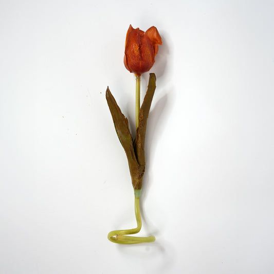 Tulip 5