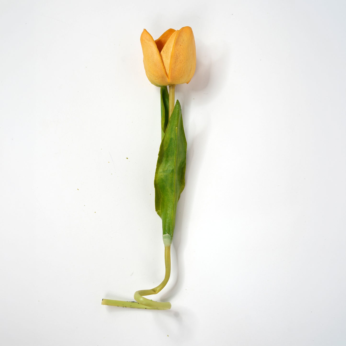 Tulip 6