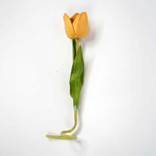 Tulip 6