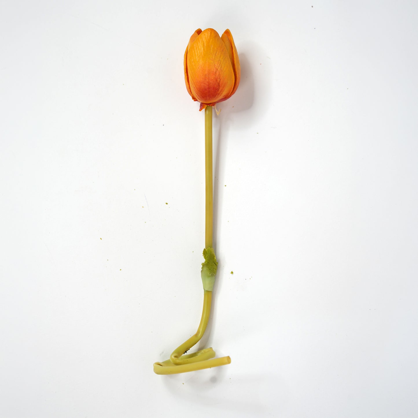 Tulip 7