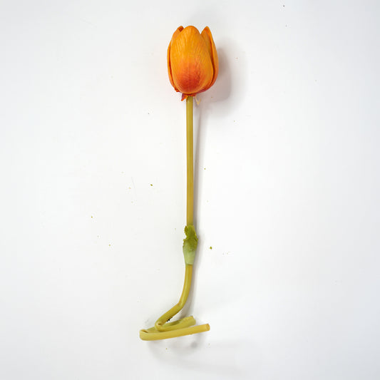 Tulip 7
